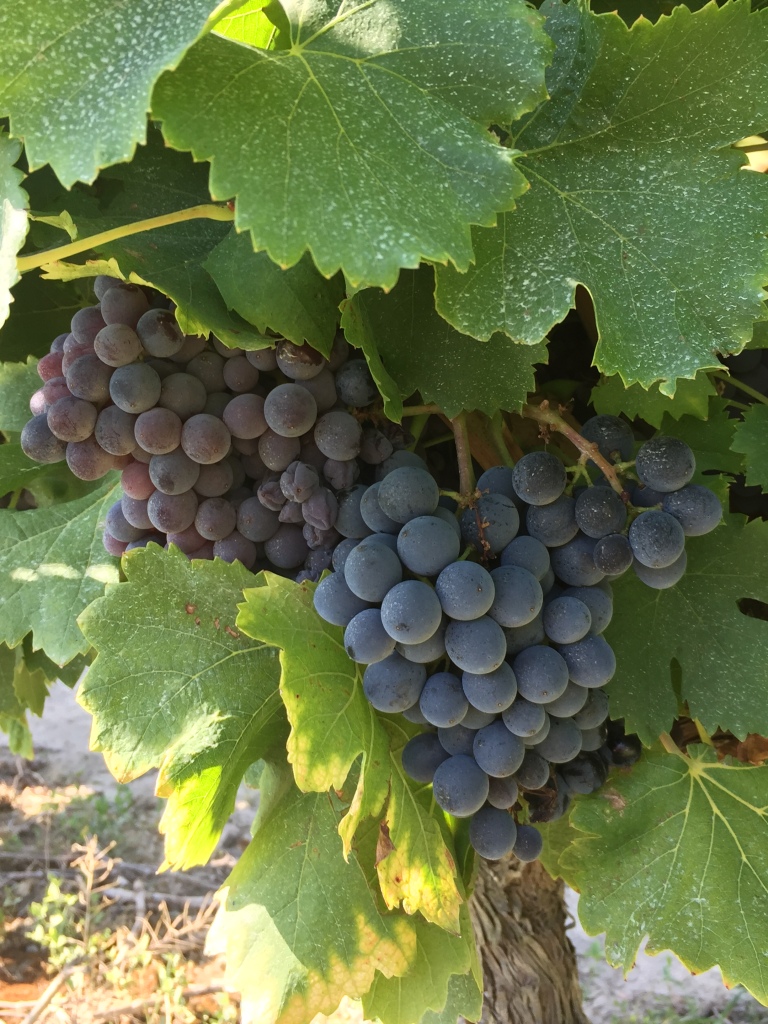Syrah, Vignes, Maillaine, St Remy de Provence, Grapes, Cépage, vignes